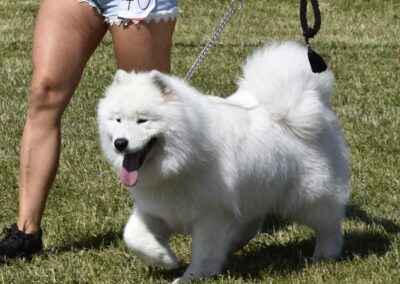 Suczka Samoyed Frajda