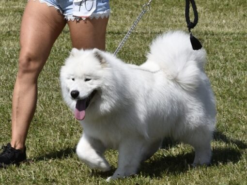 Suczka Samoyed Frajda